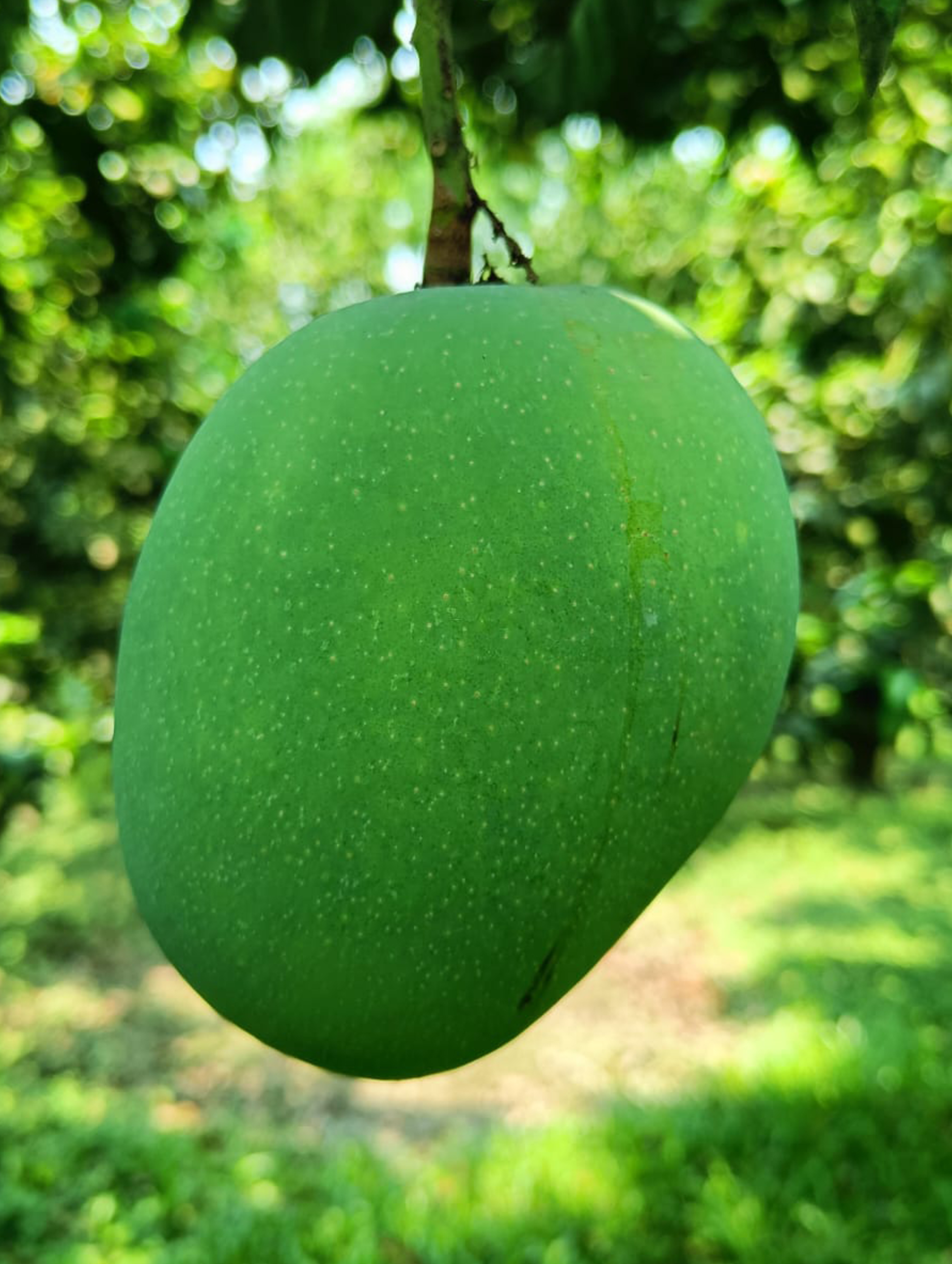 Mango Zone 4